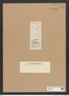 Diatomeae indet. Zeichnungen Sammlung Grunow Nr. 6595 (NHMW-BOT-W0375345)